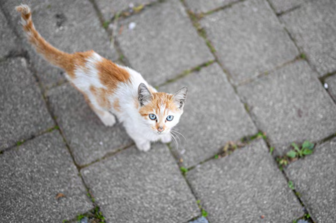 STRANGE POSTURE, POOR SLOPPY KITTEN FOLDS ITS LEGS AND BOWS ITS HEAD BEGGING PASSERSBY FOR HELP