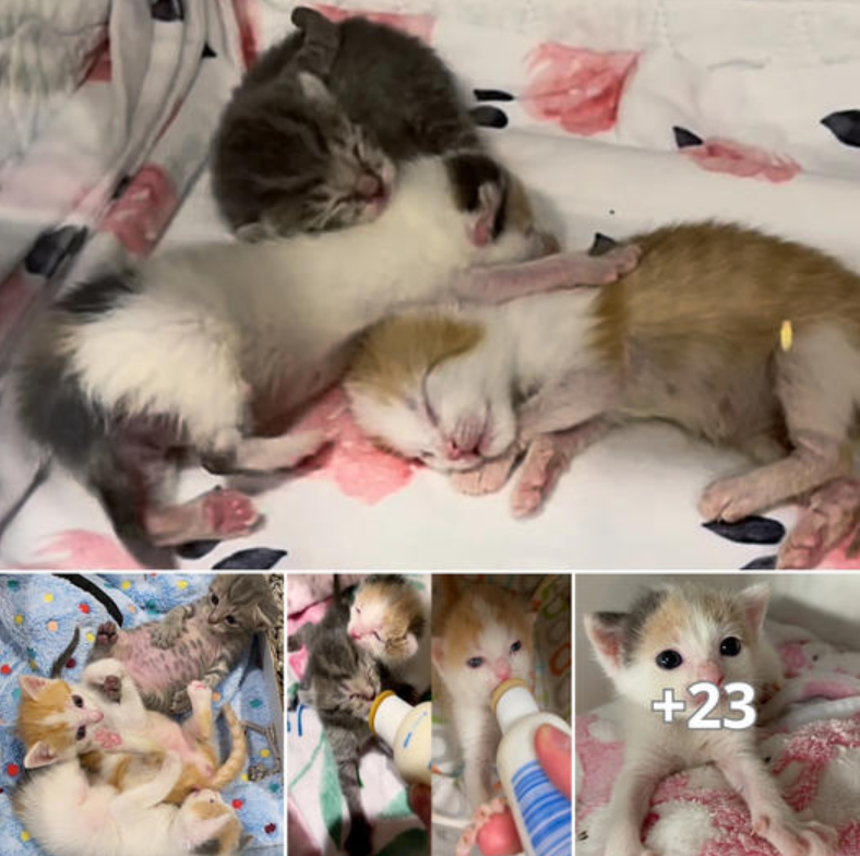 Three Kittens Survive the ѕtoгm and, After Almost a Year of Waiting, Receive Wonderful News Together.