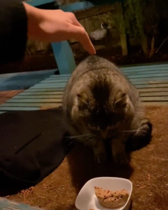 Bruce The Cautious Bobcat Meets A Kind Woman Who Offers Him A Fresh Start