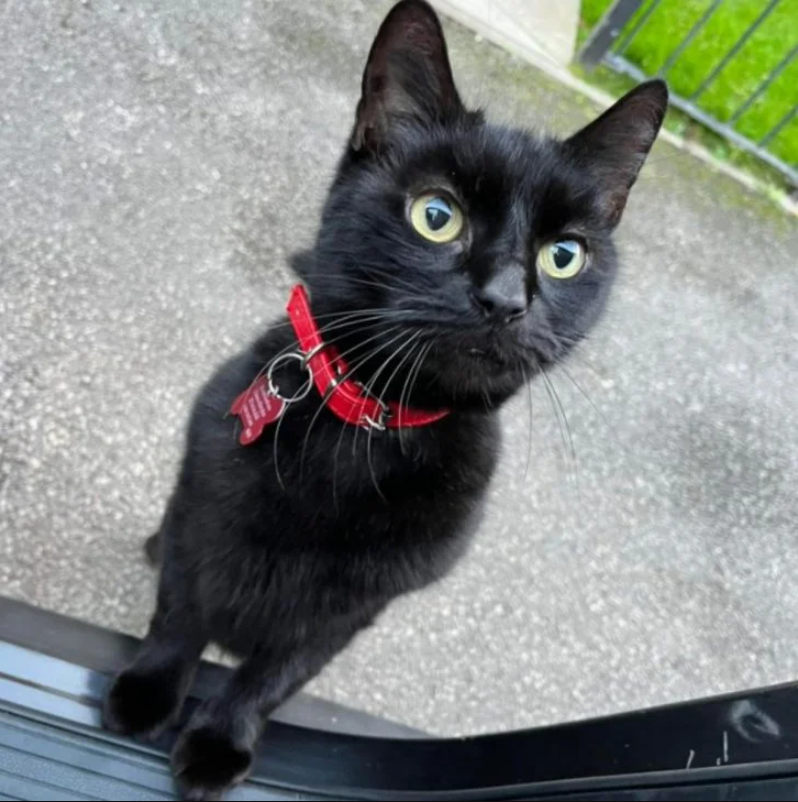 Benji the Parking Lot Cat: The Feline Who Loves Supermarkets