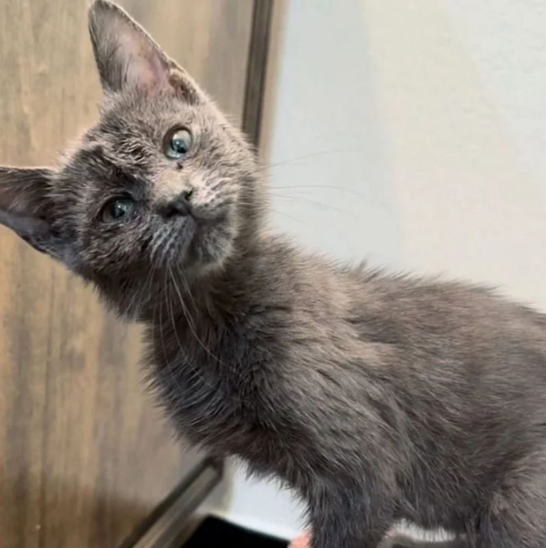 Paisley the Kitten: Defying the Odds with a Tilted Head and a Big Heart