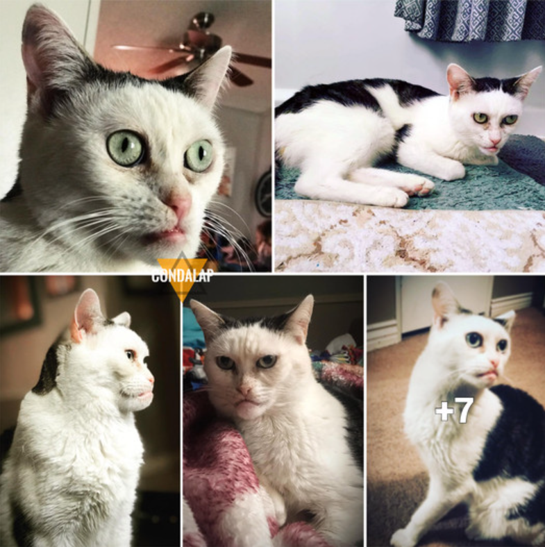 Encounters: The Feline Doppelgänger of Steve Buscemi