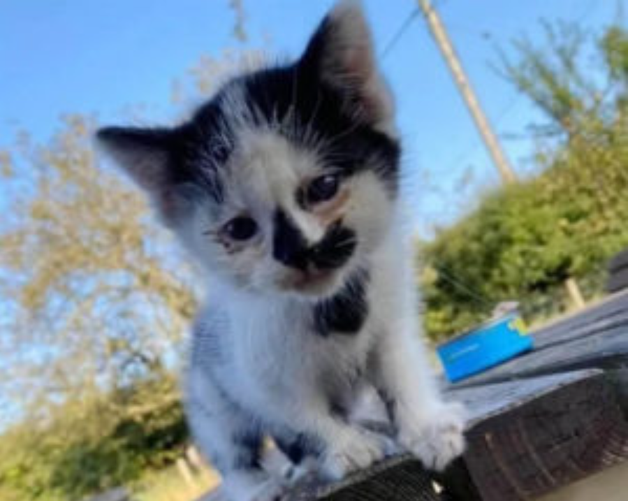 Kitten Is So Happy To Find A Family After Being Rejected By His Mother