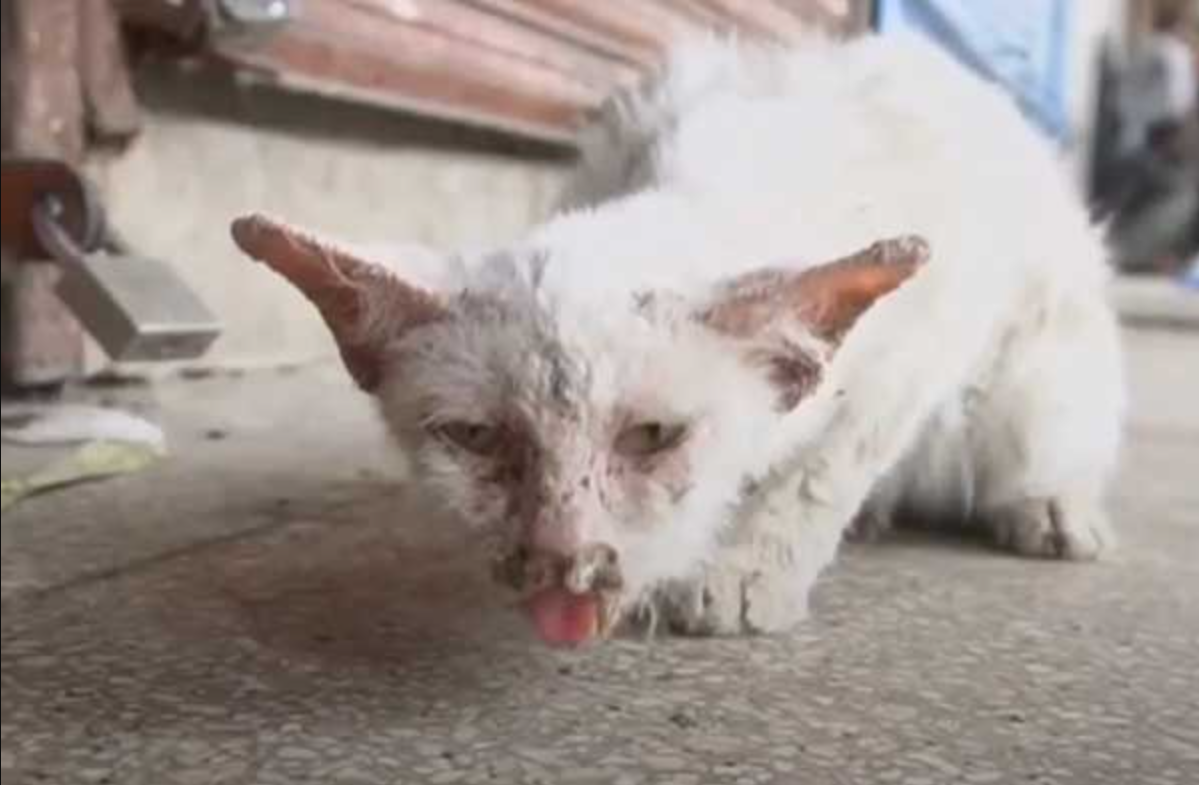 The Cat Was Abandoned By Its Owner After Knowing She Was Too Ugly!