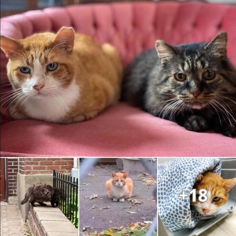 Two Stray Cats, Companions for Years, Finally Experience a Home Together for the First Time.