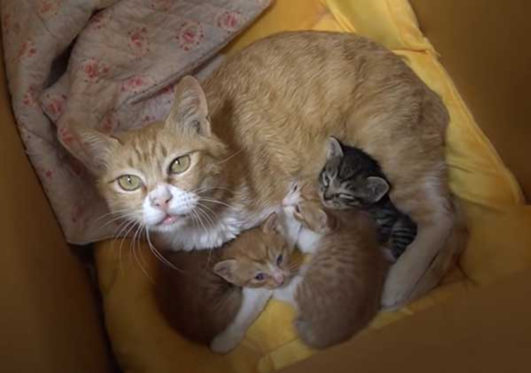 The Woman Was Shocked When She Opened The Trash Bag, Someone Callously Threw These Kittens Into The Trash Bag.