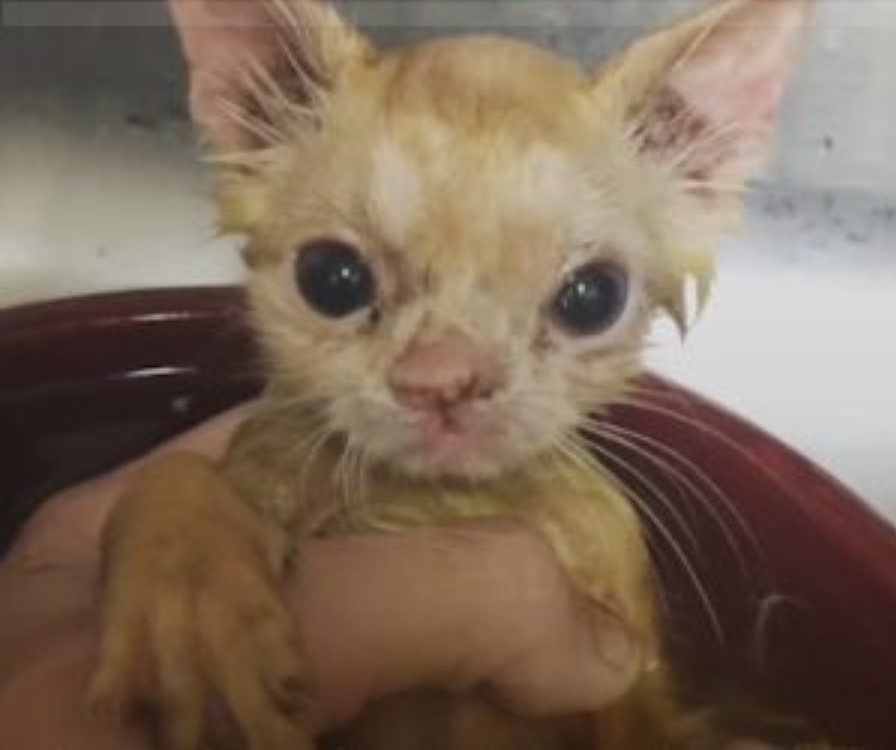 A Smushed-Faced Kitten Finds The Perfect Family