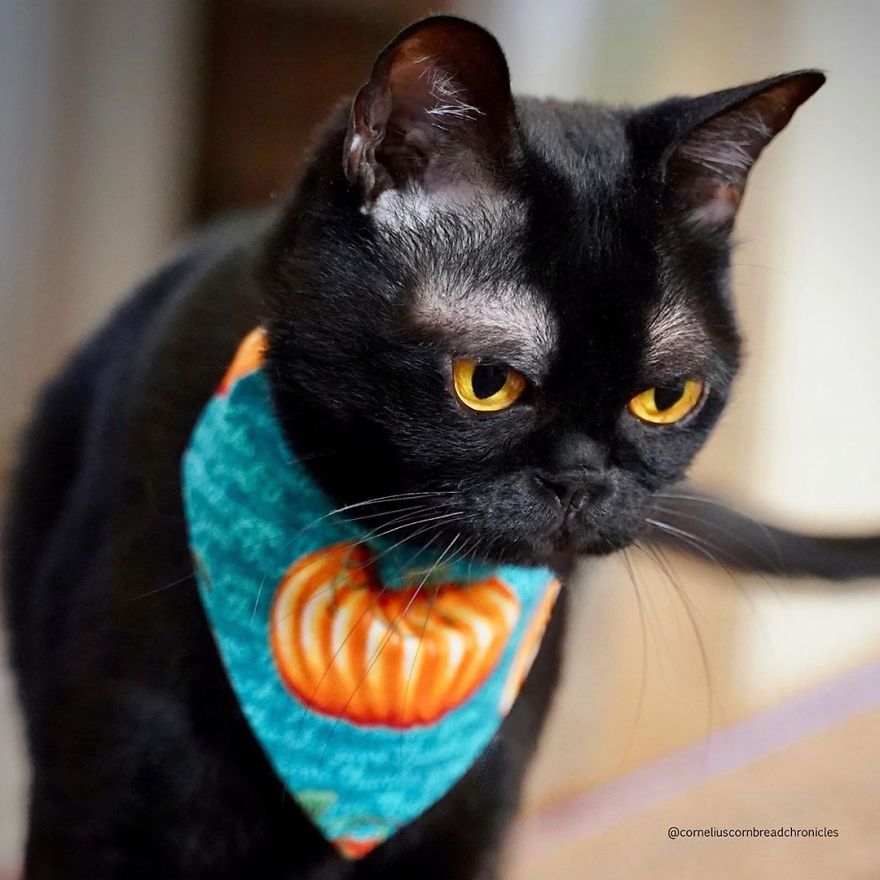 Meet Cornelius Cornbread, The Adorable Kitten With White Eyebrows (19 Pics)