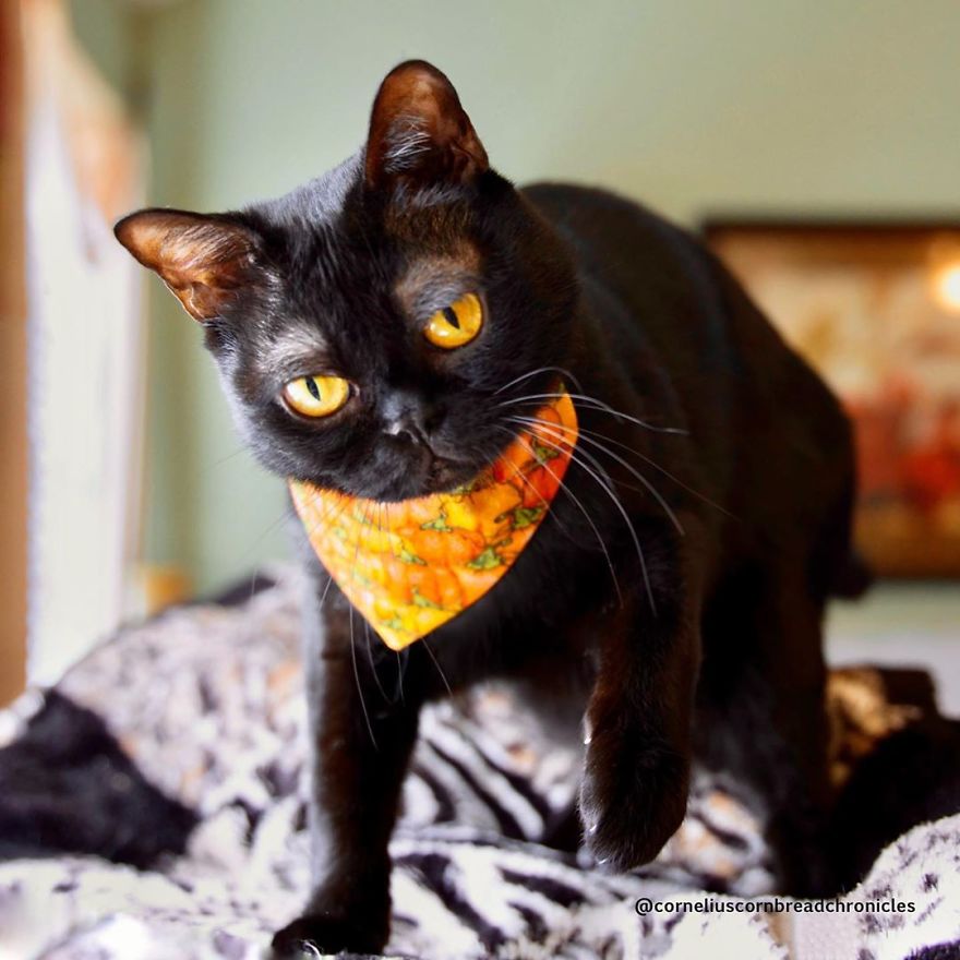 Meet Cornelius Cornbread, The Adorable Kitten With White Eyebrows (19 Pics)