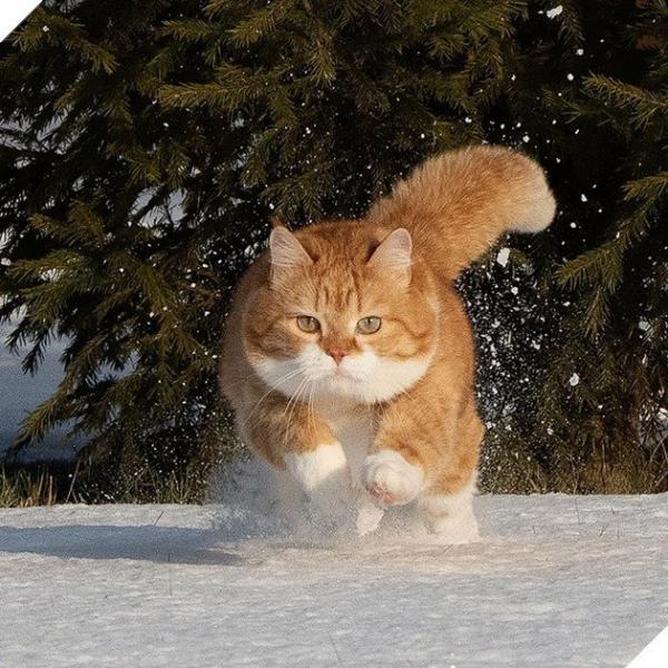 Short but Mighty: Manchester, the Cat with 4-Inch Legs, Takes Instagram by Storm