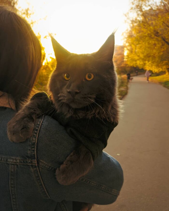 Meet Vincent, A Fluffy Maine Coon Cat That Looks Like A Black Panther And Acts Like A Dog