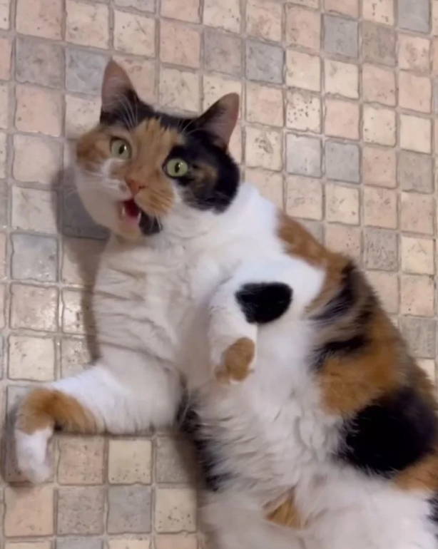 From Shelter Wallflower to Attention-Seeking Diva: Cass the Cat’s Hilarious Transformation!