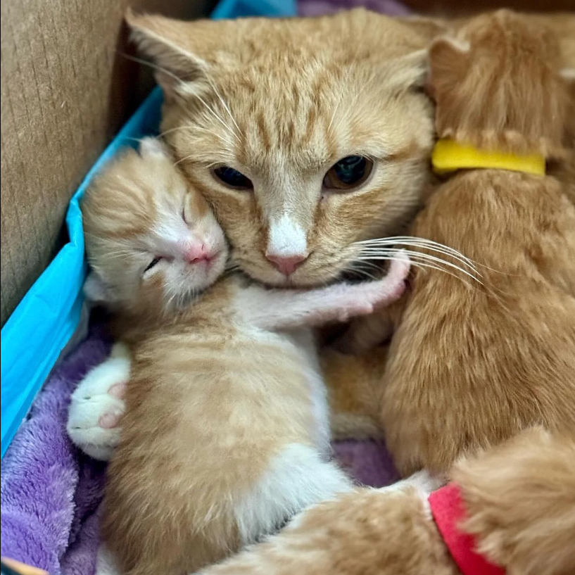 Unmanageable Cat Transforms Remarkably After 8 Weeks with Kind Caregiver Who Helps Her Kittens.