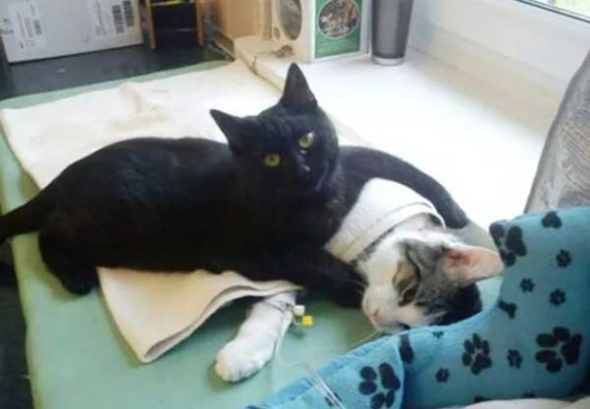 After A Near-death Experience, This Cat Is Now Using Her Life To Comfort Others