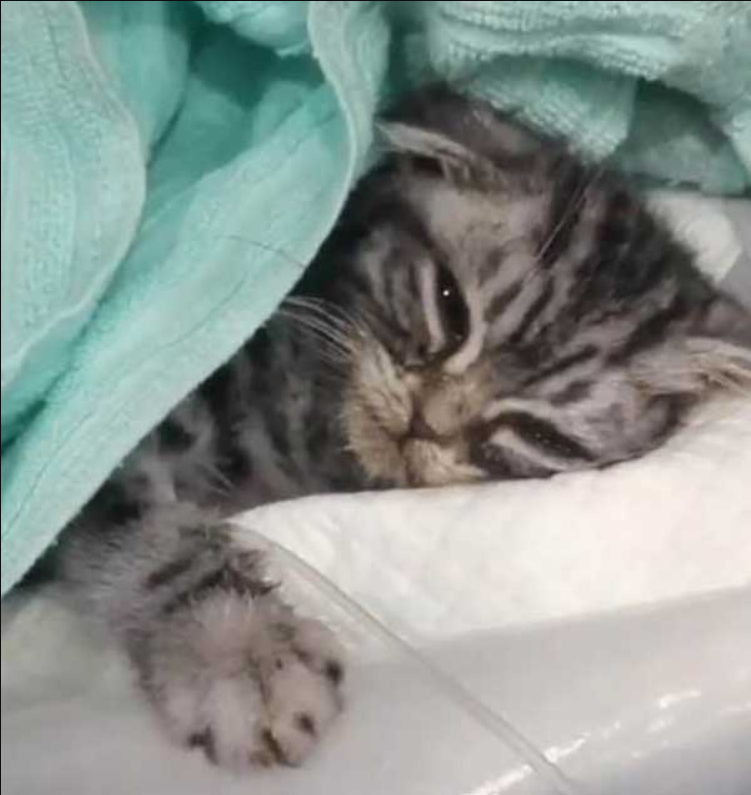 The Sick Kitten Is About To Lose Its Life, It Tries To Reach For A Doctor’s Help!!!