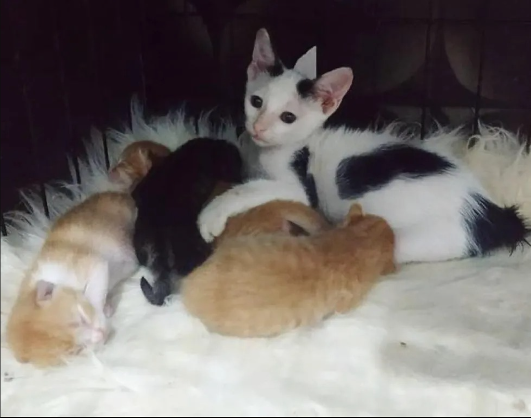 Orphan Kitten Sneaks Into Nest Of Baby Kittens And Insists On Joining Their Family