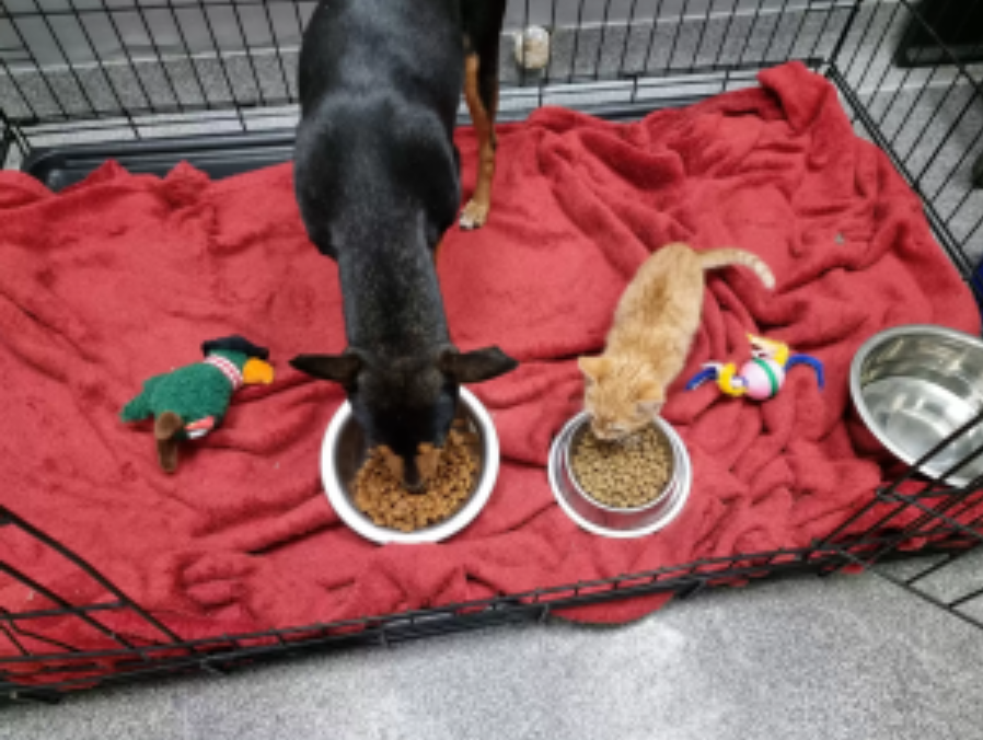 At The Vet A Kiitten Sneaks Out Of Its Crate To Comfort A Scared Dog