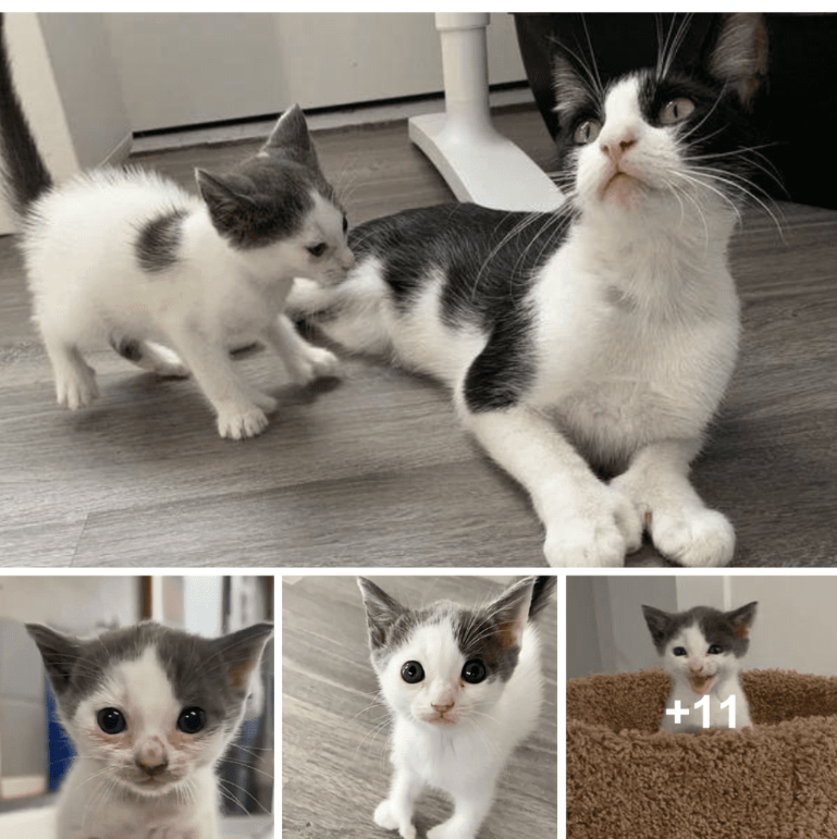 Kitten with Extra Toes Follows in His Cat Mother’s Pawprints, Mastering Jumping and Climbing Like a Pro