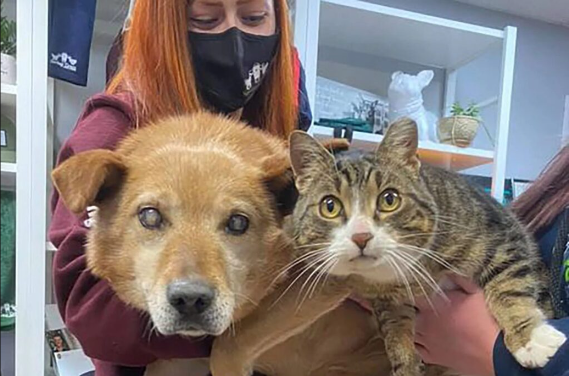 Dog Without Eyes and His Support Cat Are Adopted Into a New Family Together