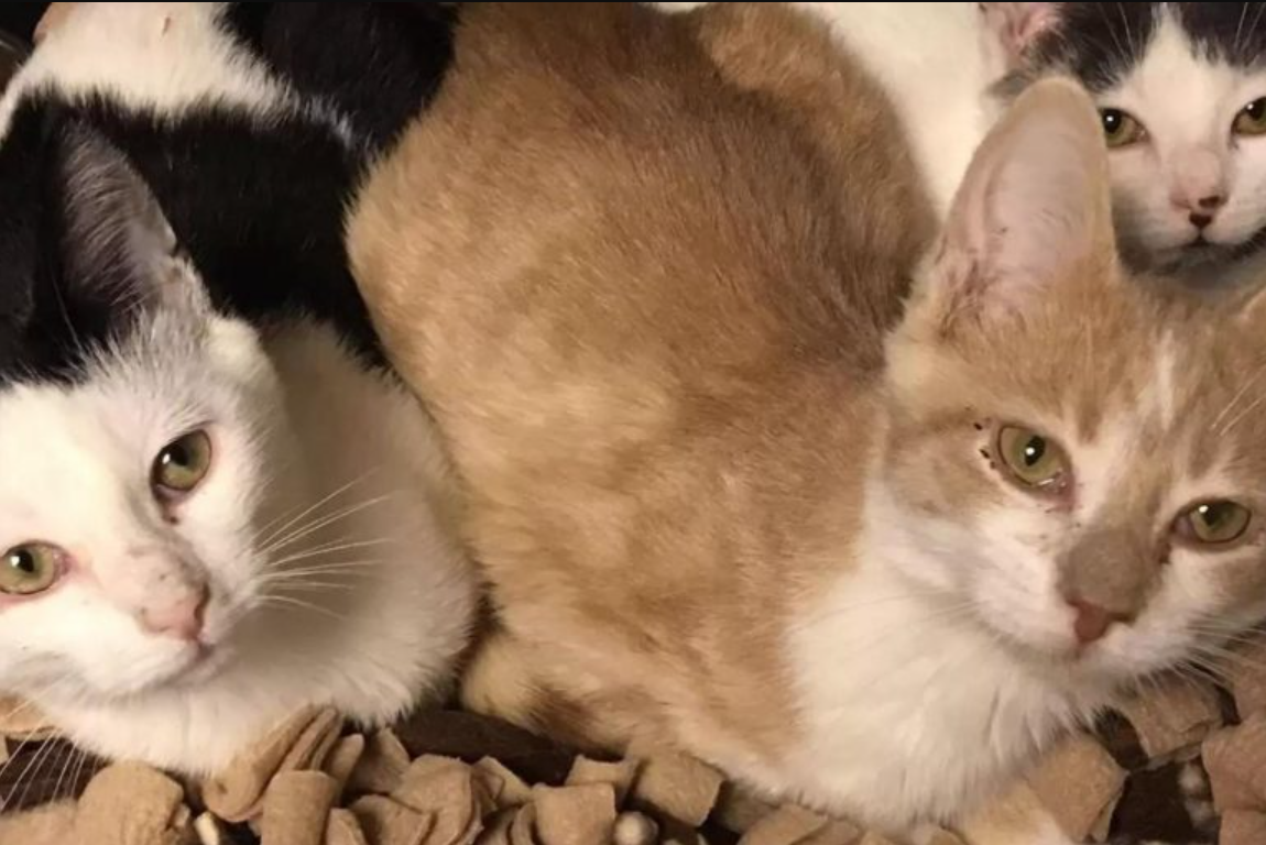 Cat Gives His New Mom Countless Kisses To Say ‘Thank You For Saving My Life’