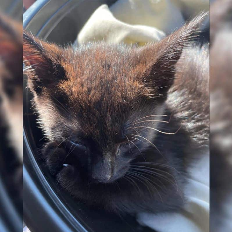 Tiny Black Kitten Rescued by Police Officer From Jeep Engine