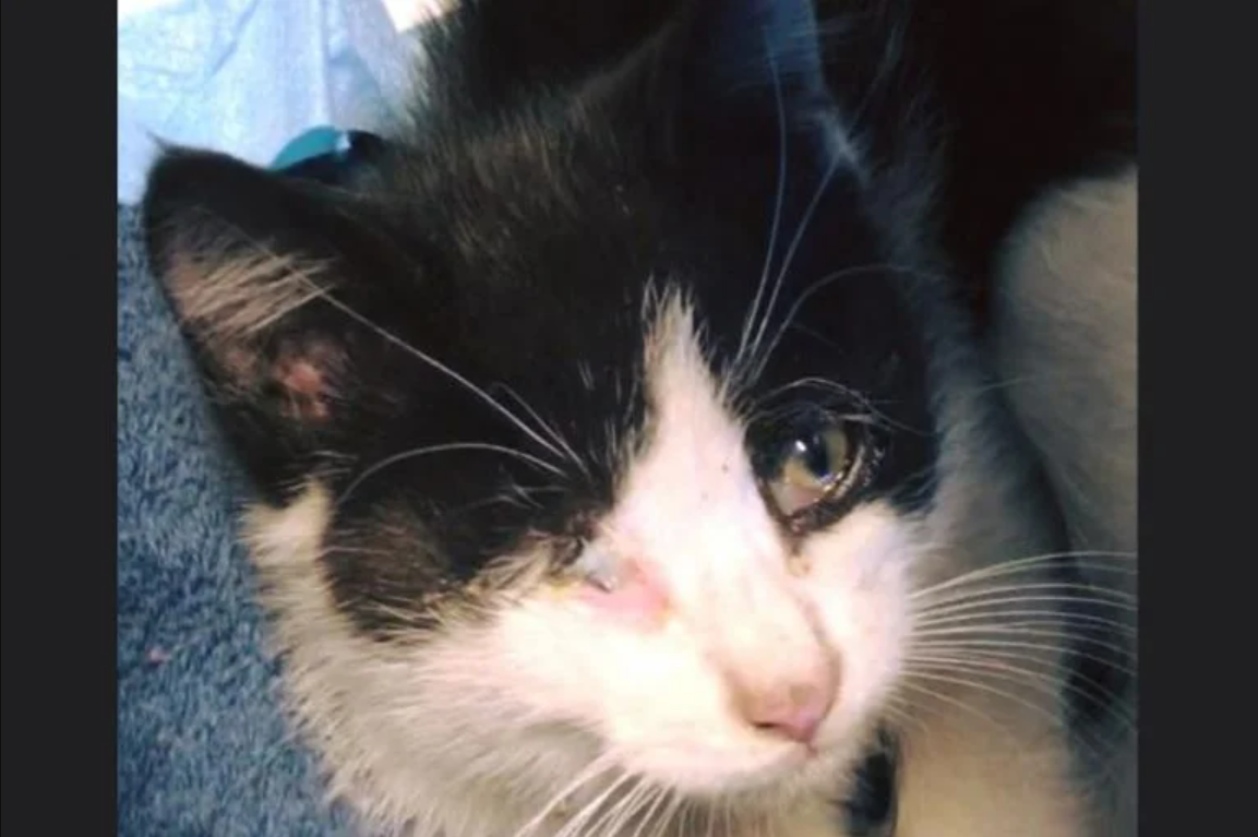 A Lucky Double Rescue: Kitten Found On Highway Joins Shelter Cat In Journey To Recovery!