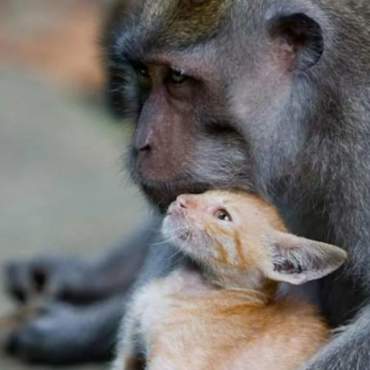 Photographer Captures A Truly Unique Moment Between A Monkey And A Cat That Will Melt Your Heart