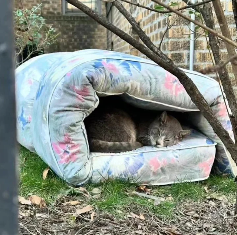 Heartwarming Moment with a Stray Seeking Shelter and Warmth