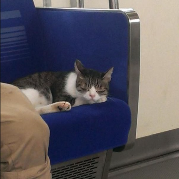 Subway Cat Spotted Regularly Taking Subway In Tokyo All By Himself