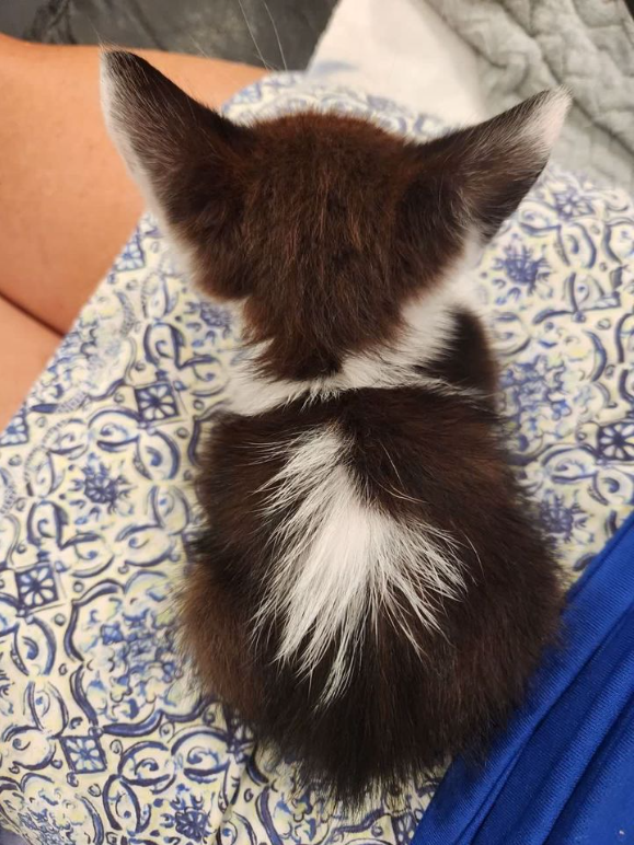 After a week at the shelter, the kitten clings to those who come for him