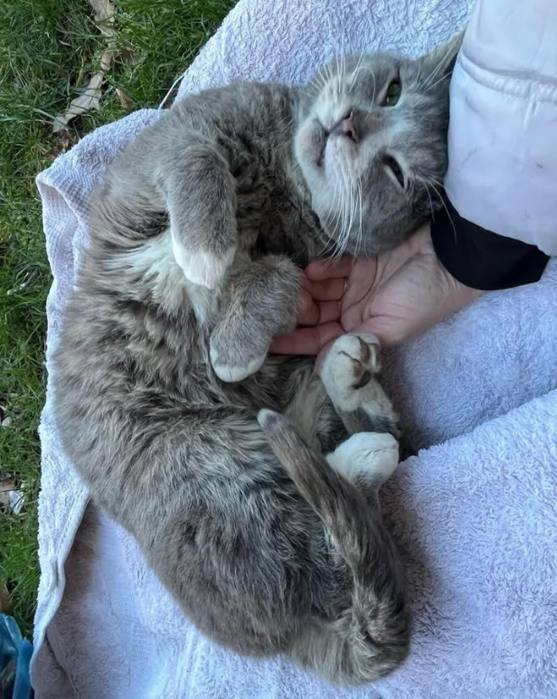 Heartwarming Moment with a Stray Seeking Shelter and Warmth