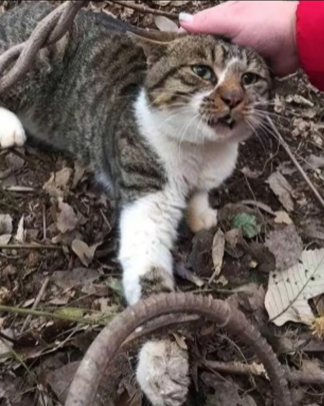 Kind Woman Rescues A Helpless Cat With An Injured Paw From A Gruesome Trap