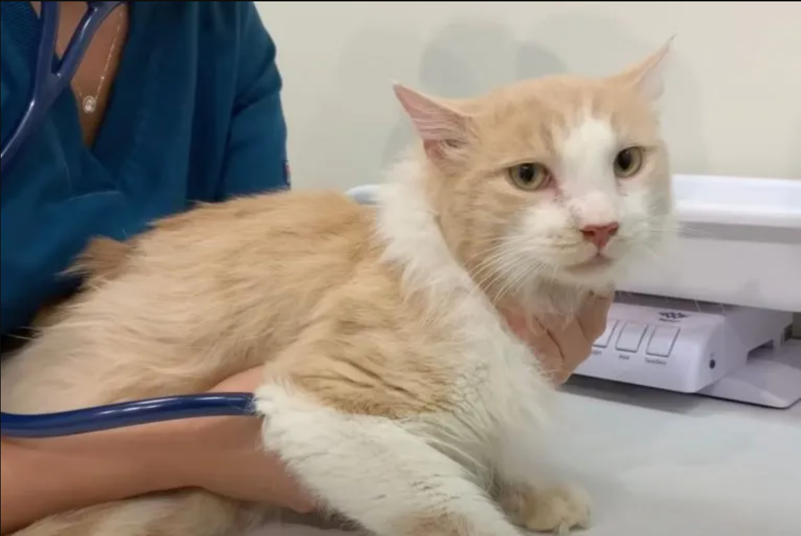 A Man Gains the Trust of a Stray Cat and Finds Him a Loving Permanent Home