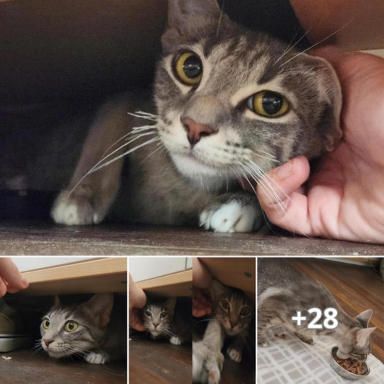 Cat Forms Strong Bond with Rescuers on Her First Night After Being Left Behind with Kittens.