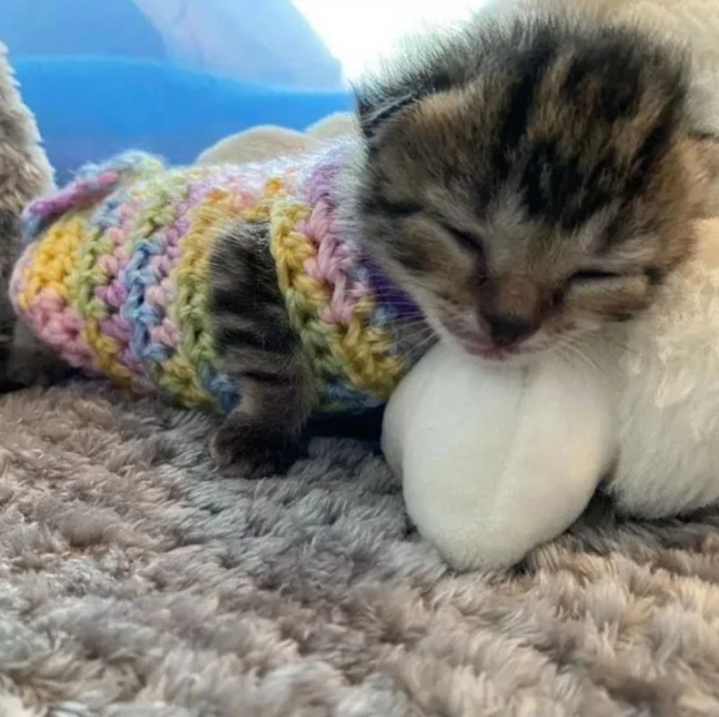 A Group Of Five Kittens Who Were Left Alone Remarkably Live Thanks To Virginia Shelter