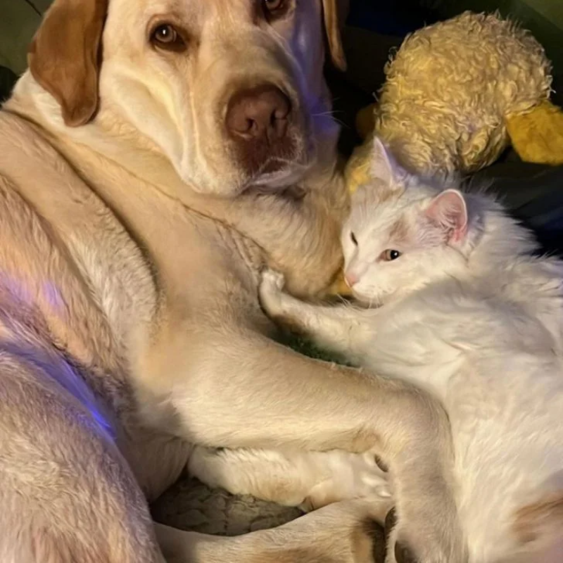 A Kitten’s Boundless Energy Remains Unabated After the Amputation of Her Leg