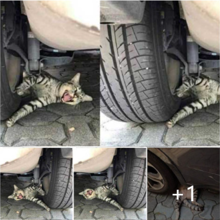 The Cat Was Pinned Under The Wheel And Howled Miserably