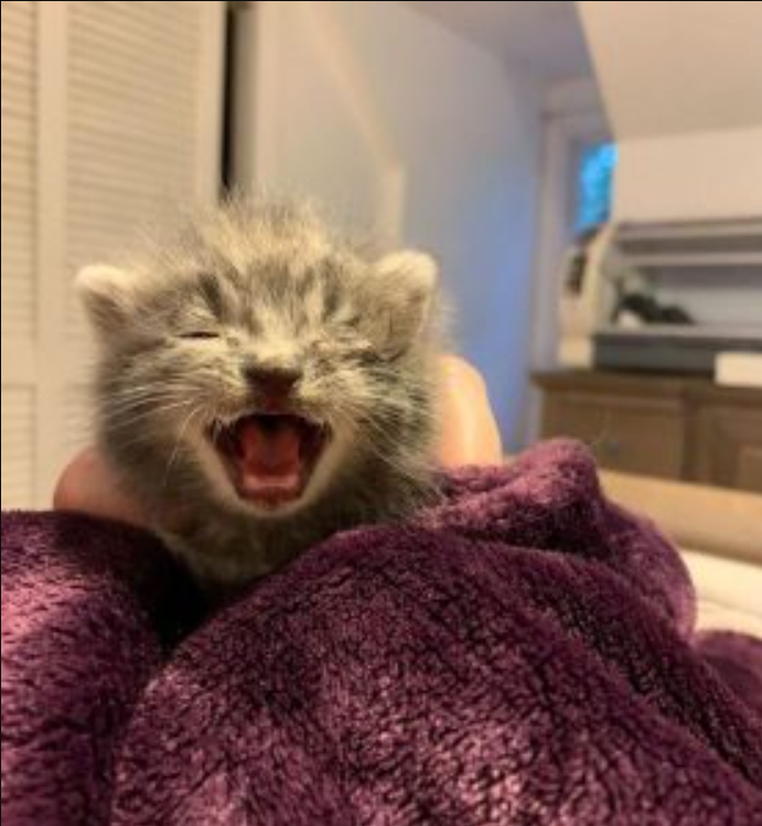 The Woman Finds The Lone Kitten Crying And With Infected Eyes