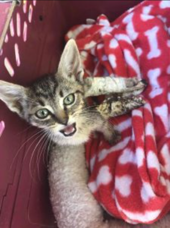 Kids Swoop In To Save Kitten In Casts On Sidewalk