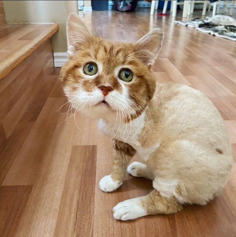 A Stray Cat With Three Legs That Spent Nine Winters Outside Now Has His Own Fireplace