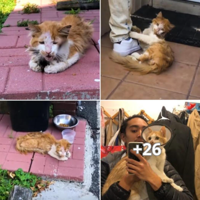 The Heartwarming Story of a Kind Man and a Fateful Cat: A Tale of Rescue and Redemption