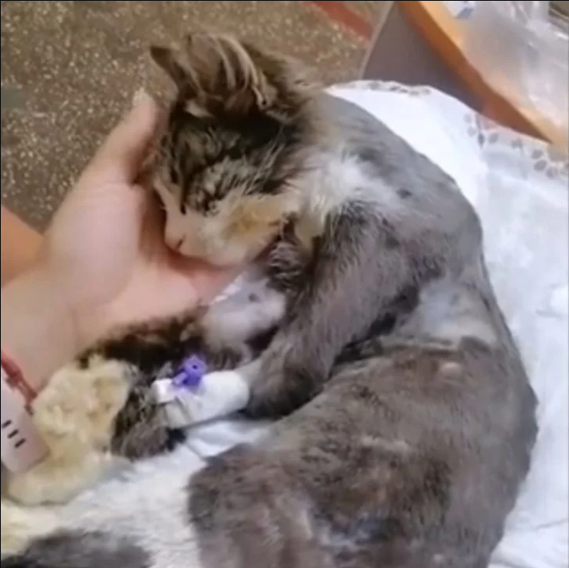 That Sick Cat Lying Helplessly on the Road was Ignored by Everyone Until a Ray of Hope Showed Up