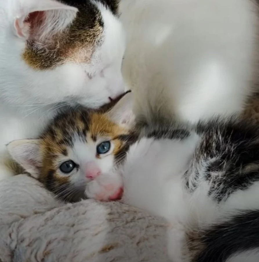 The Cutest Thing Happens When An Aggressive Cat Meets A Tiny Kitten