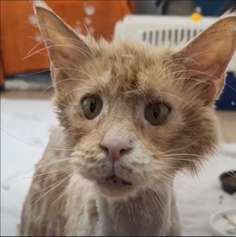 From Rags to Riches: The Incredible Transformation of a Homeless Cat