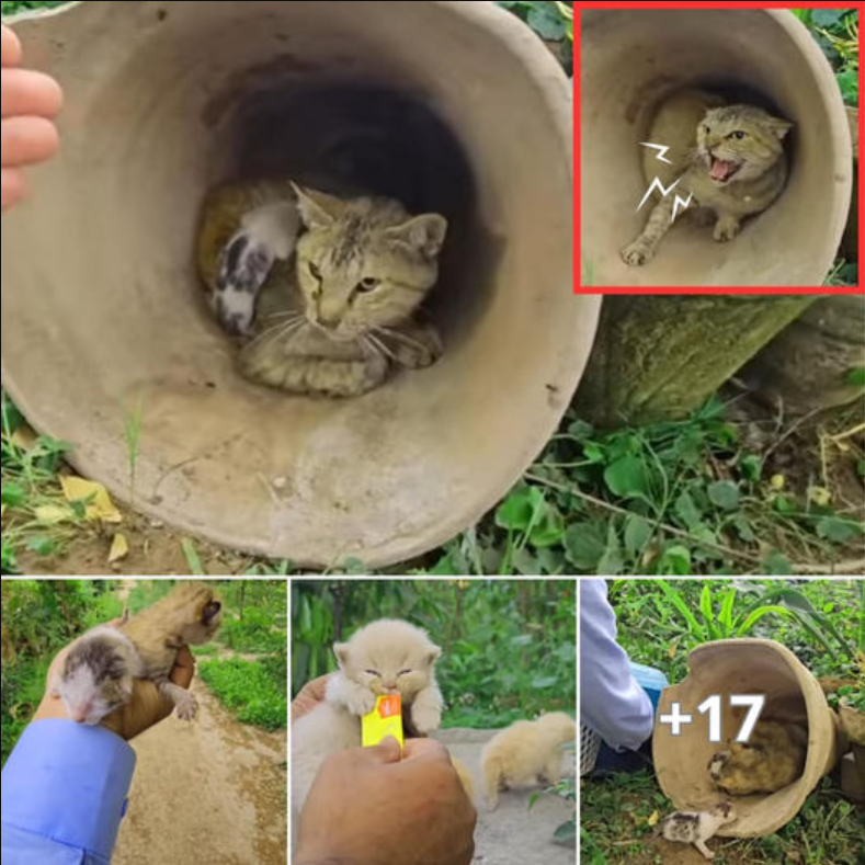 Watch as an angry mother cat fiercely defends her precious kittens when rescuers attempt to help them.