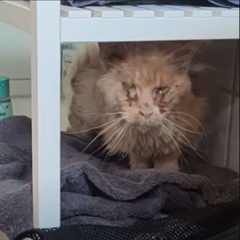 Homeless Cat Found In A Horrible Condition Gets A Transformation Of A Lifetime