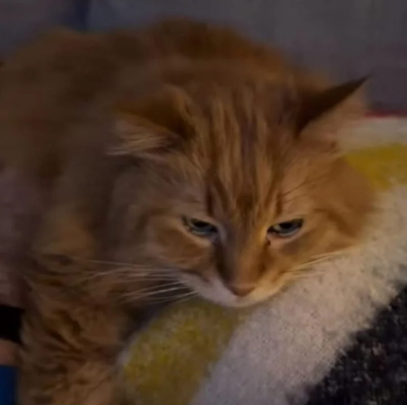 Older Cat Who Was Adopted Is Obsessed With His New Dad, Which Is Making His Mother Very Envious