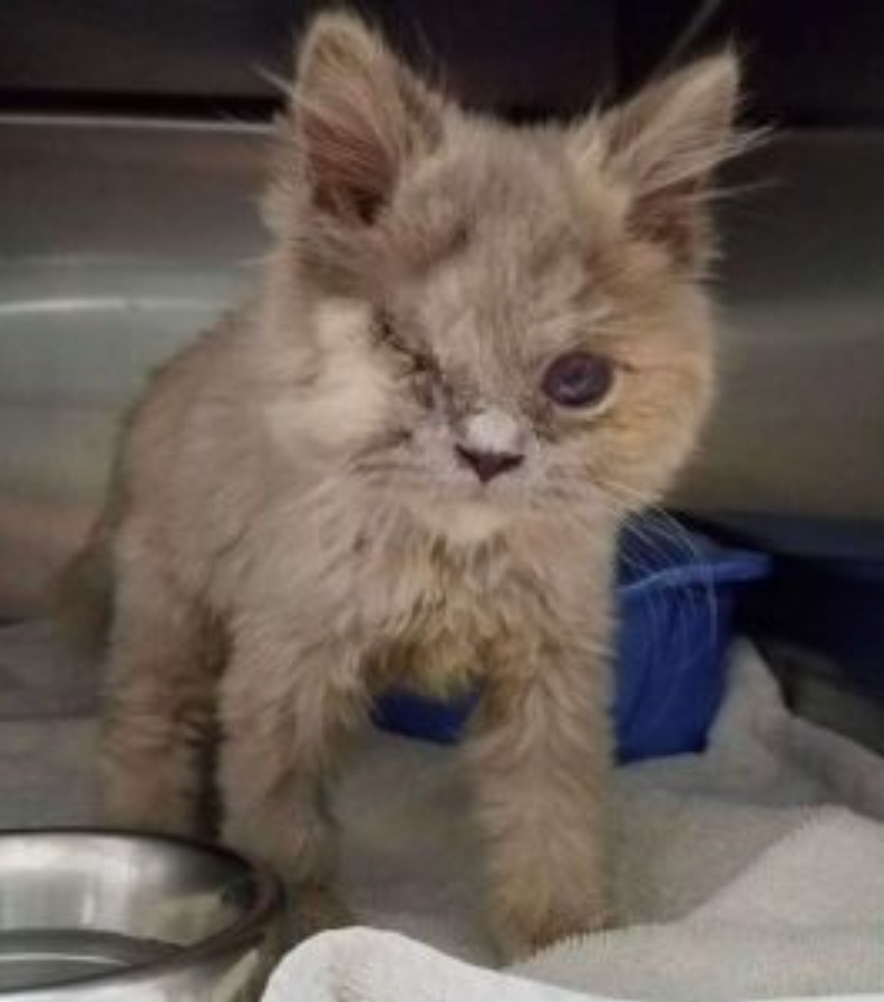 Kitten Meows From The Bush As He Sees The Vet He Saves His Life