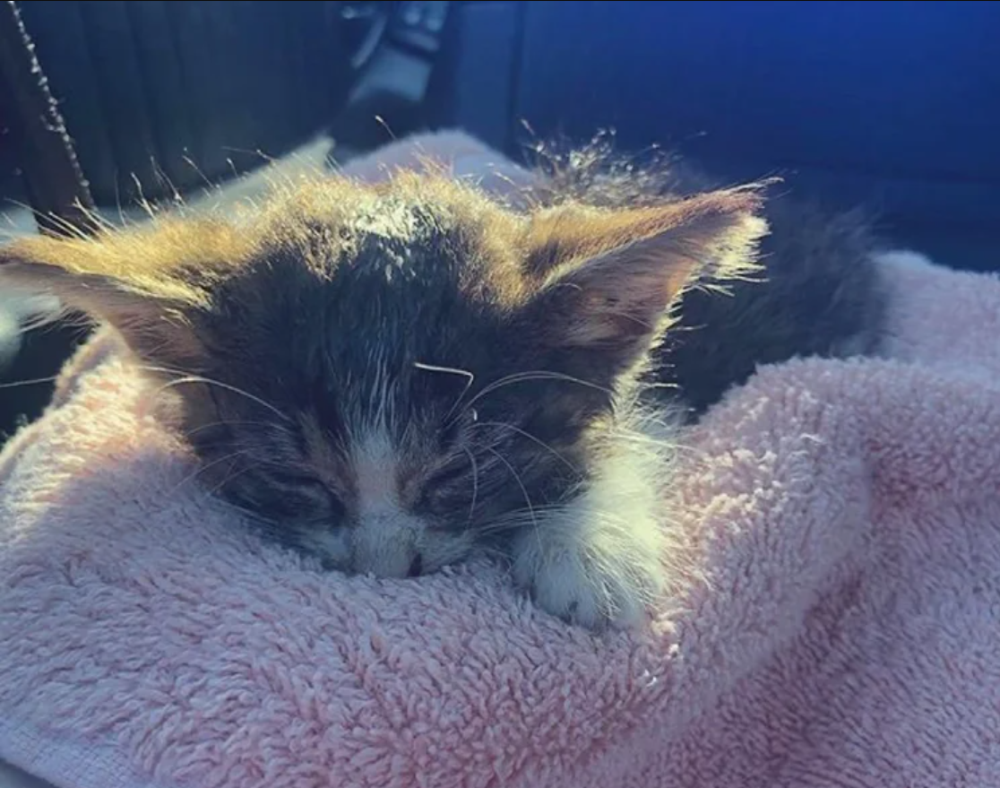 A couple finds a kitten in the field, and the kitten want to go home with them.