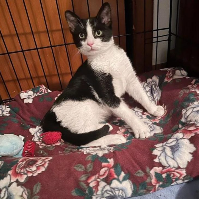 Kitten Looking For Food Around McDonald’s Gets Rescued And Finds Comfort Next To A Cat Buddy